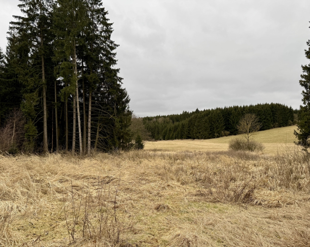 Les, 1580 m², Starec u Kdyně